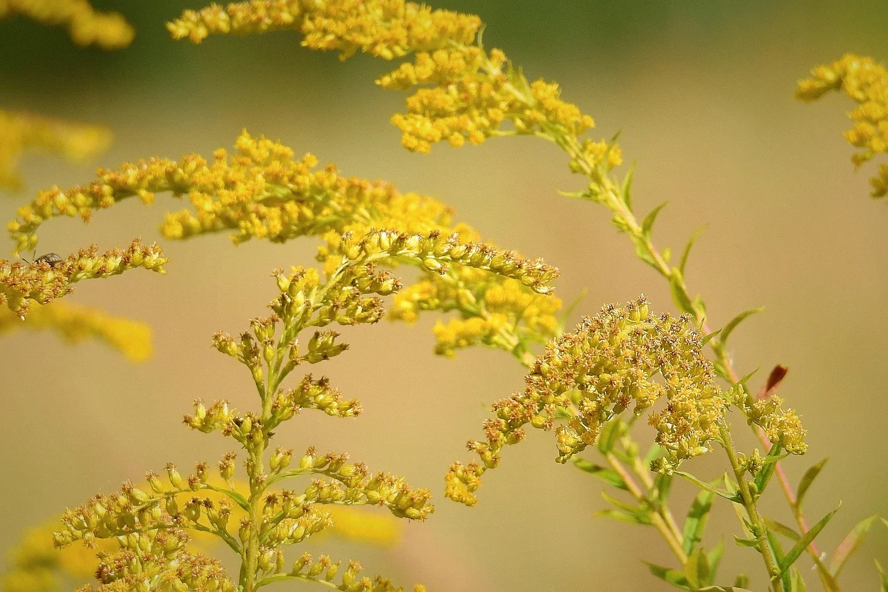 what is kentucky's state flower - goldenrod