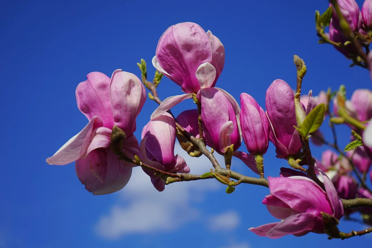 what is louisiana state flower - magnolia