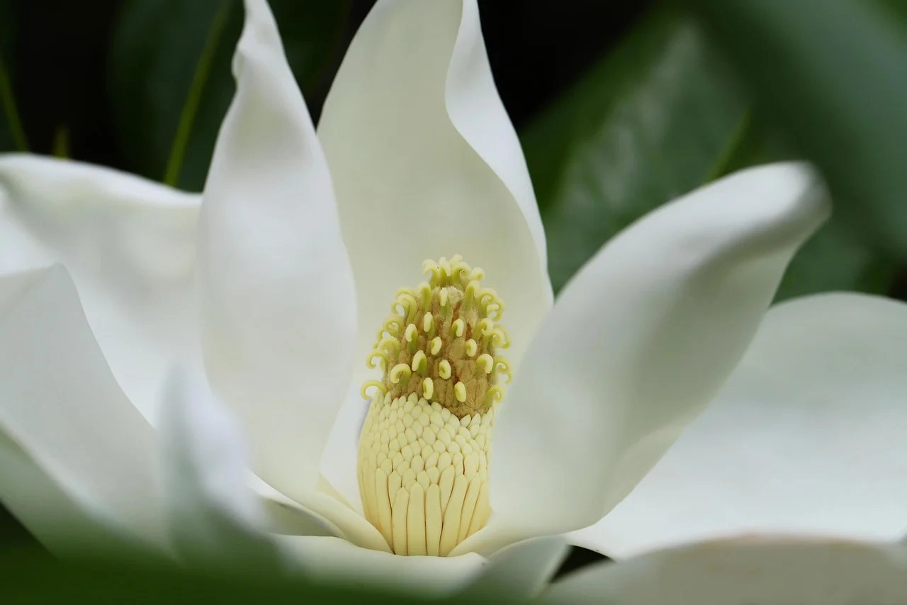 what is louisiana state flower - magnolia