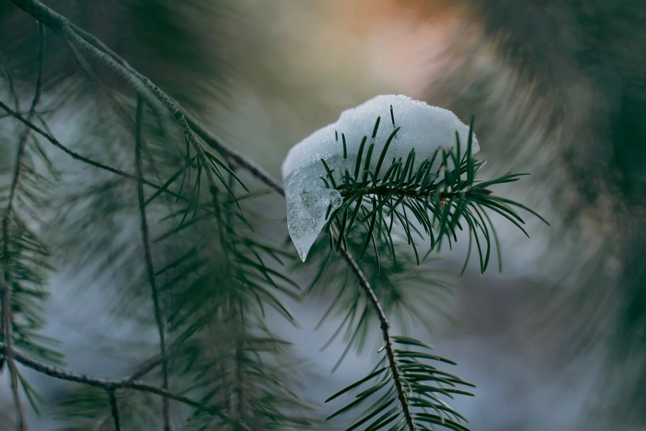 what is maine's state flower - white pine