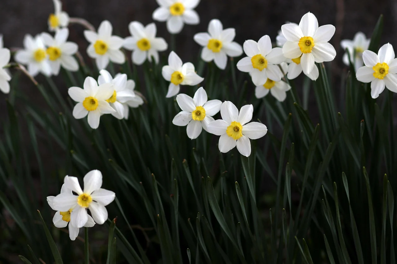 what is march birth flower - daffodil