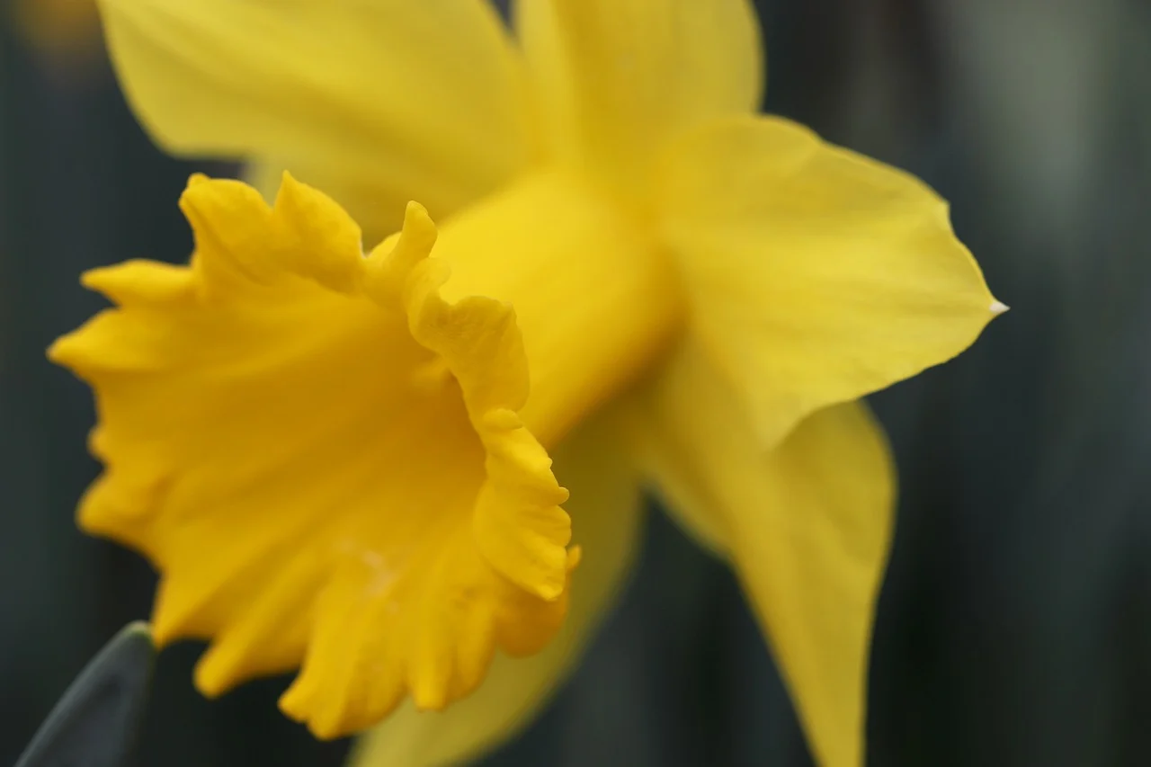 what is march birth flower - daffodil