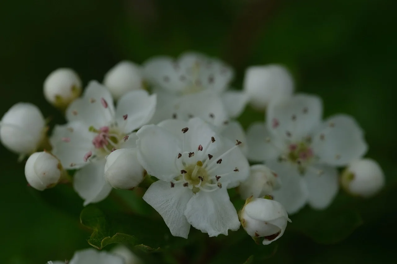 what is massachusetts state flower - mayflower