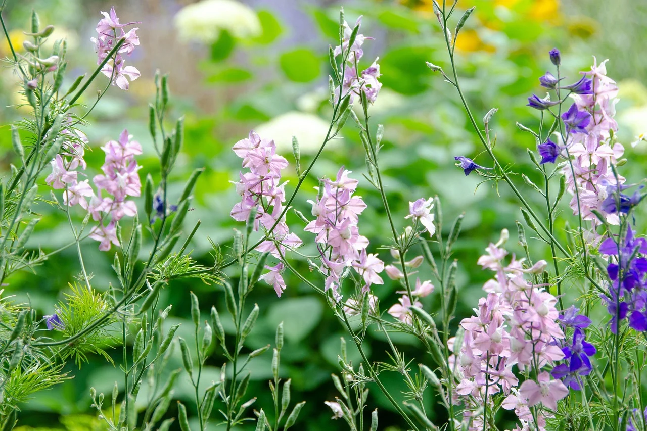 what is may birth flower - larkspur