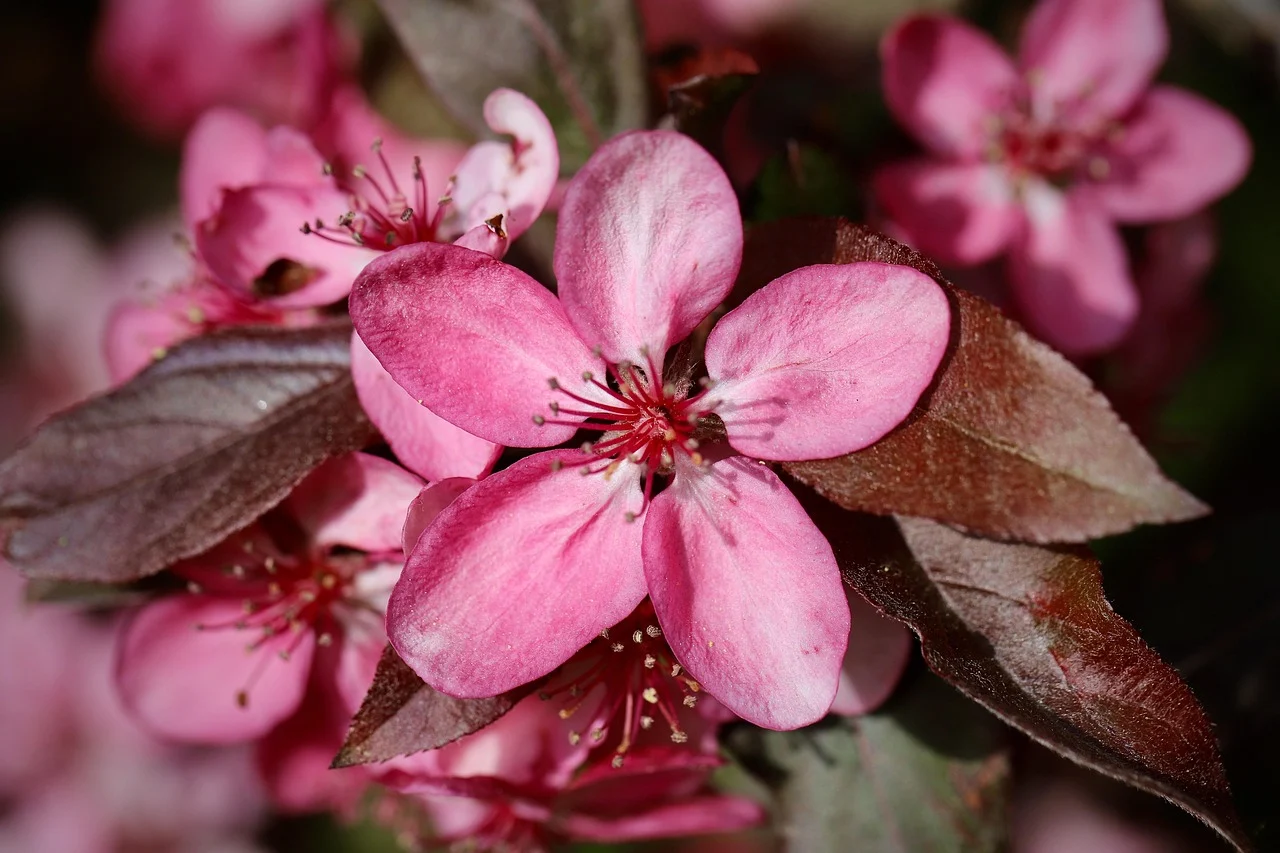 what is michigan's state flower - apple blossom