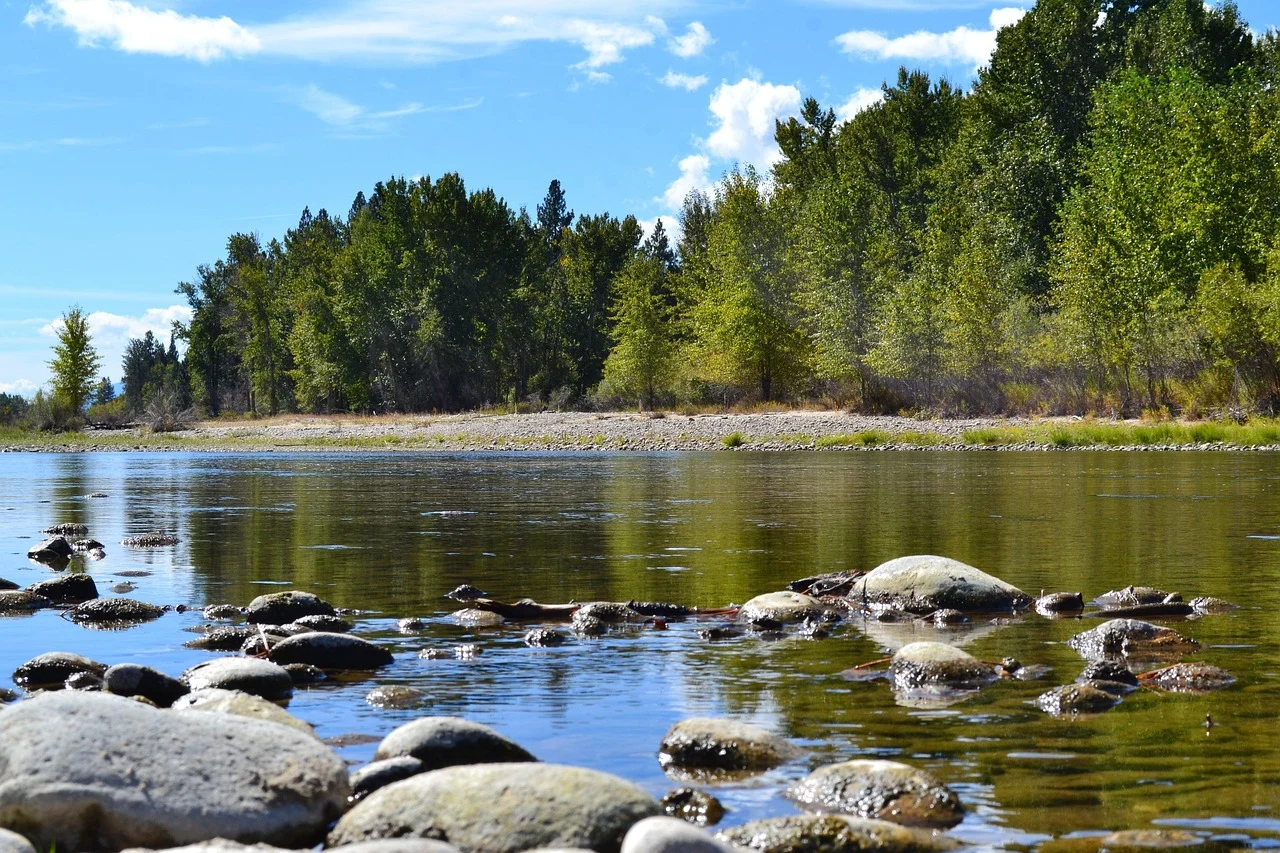 what is montana's state flower - bitterroot