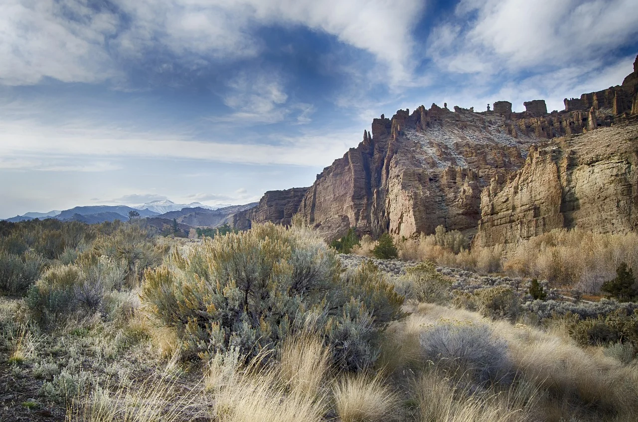 what is nevada's state flower - sagebrush