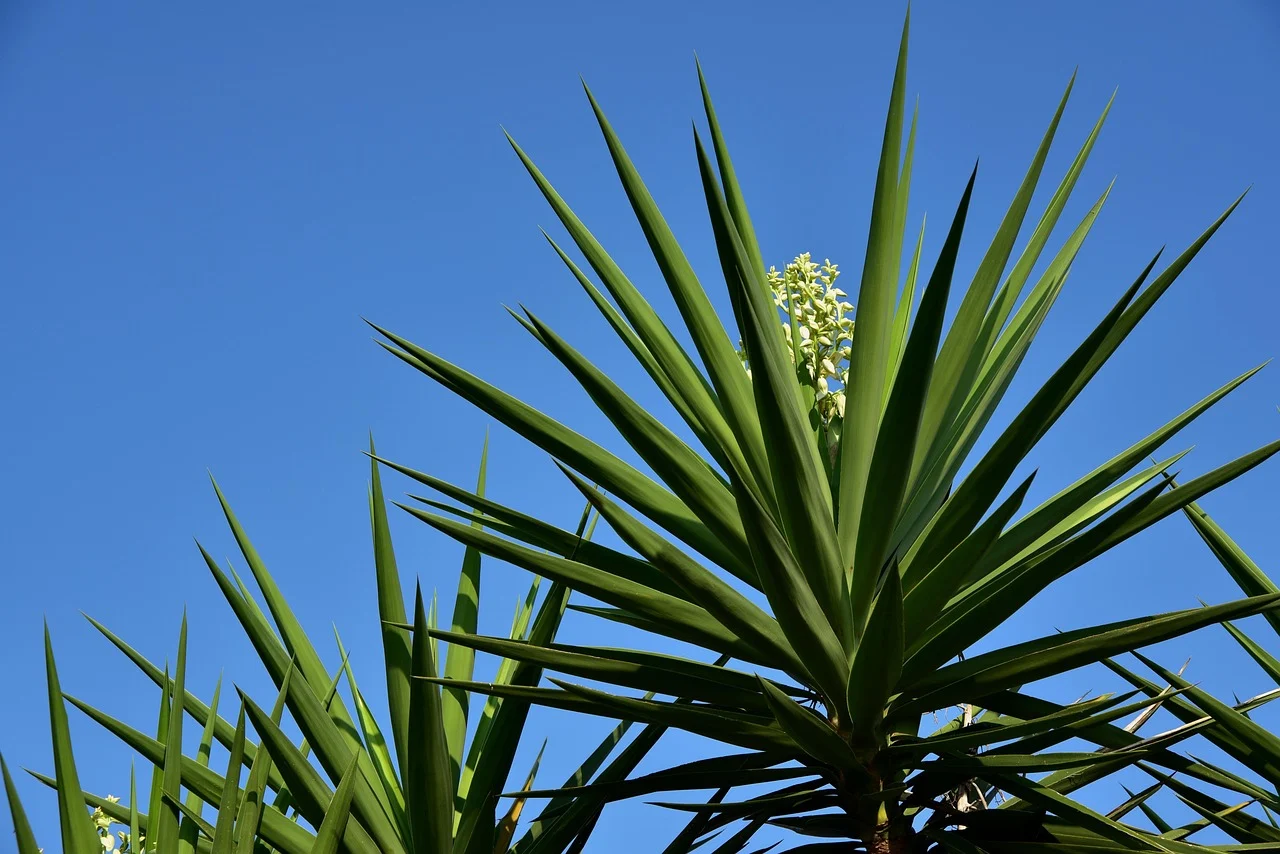 what is new mexico's state flower - yucca flower