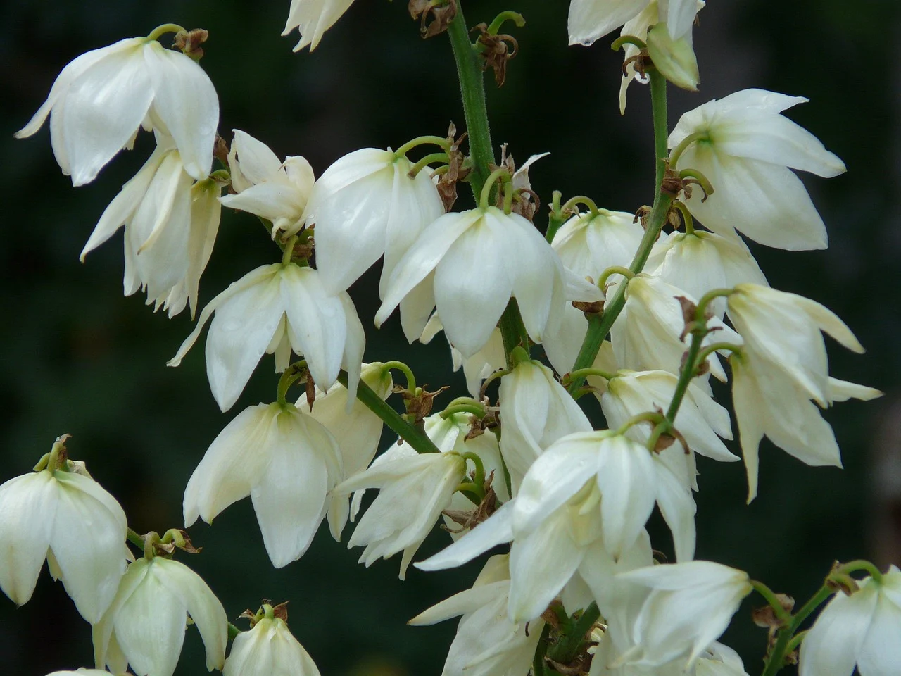 what is new mexico's state flower - yucca flower