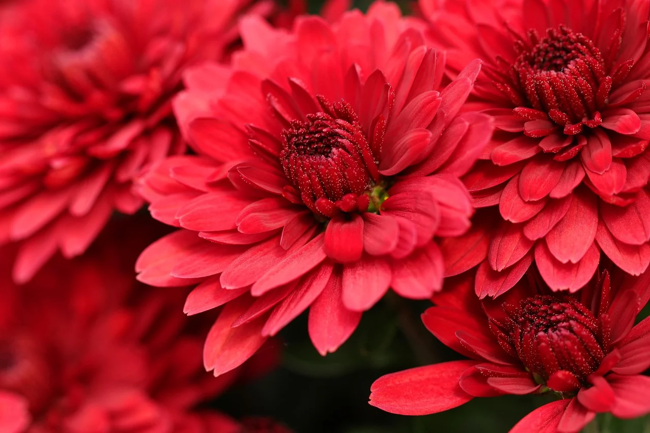what is november's birth flower - chrysanthemum