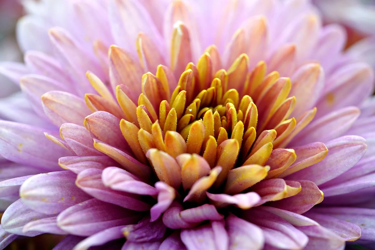what is november's birth flower - chrysanthemum