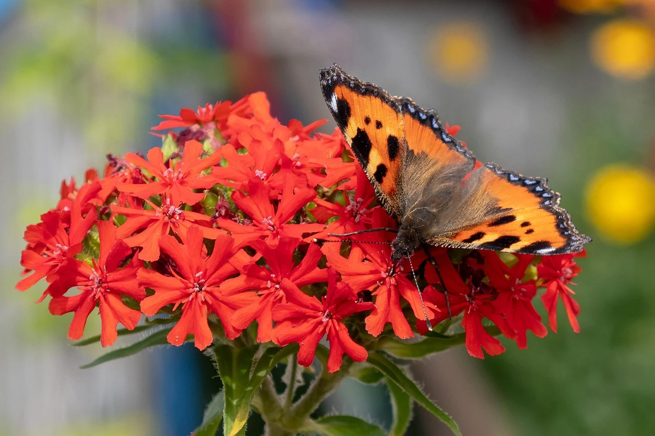 what is ohio's state flower - scarlet carnation