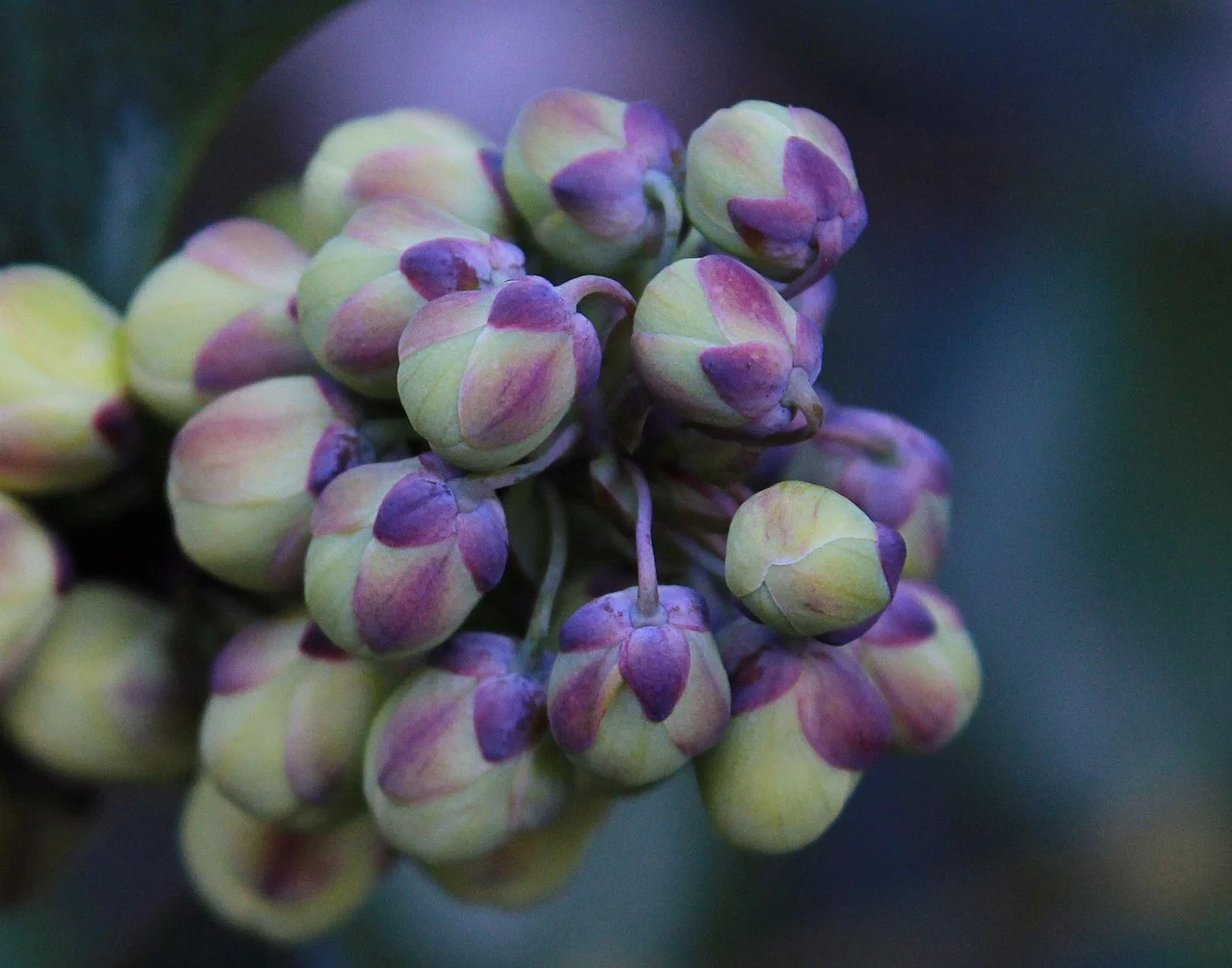 what is oregon's state flower - oregon grape