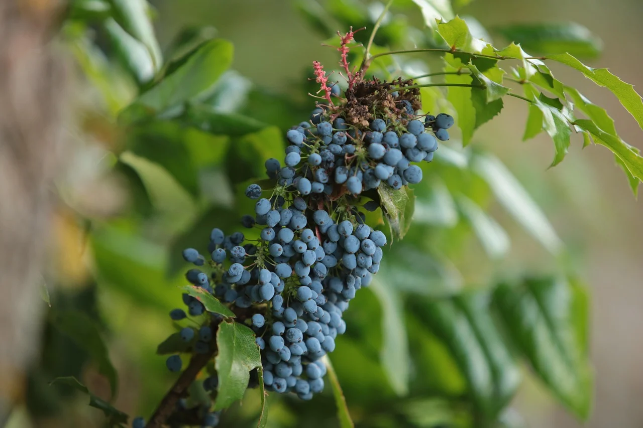 what is oregon's state flower - oregon grape