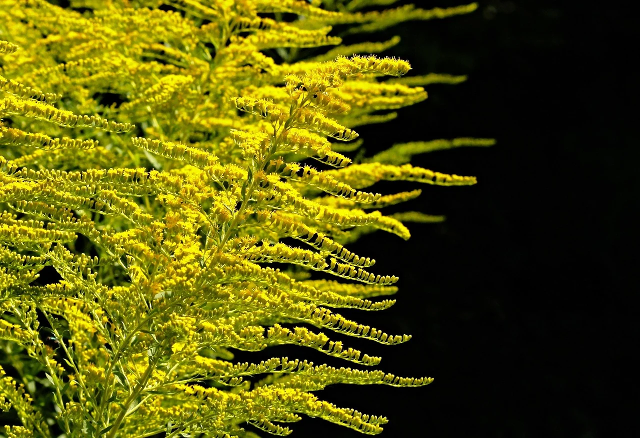 what is pennsylvania's state flower - goldenrod