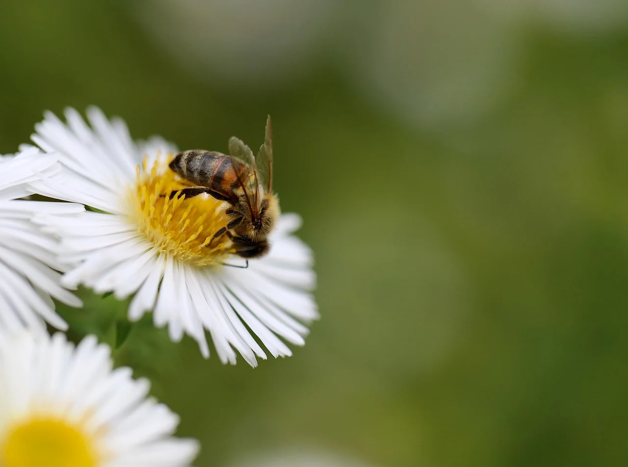 what is september's birth flower - aster