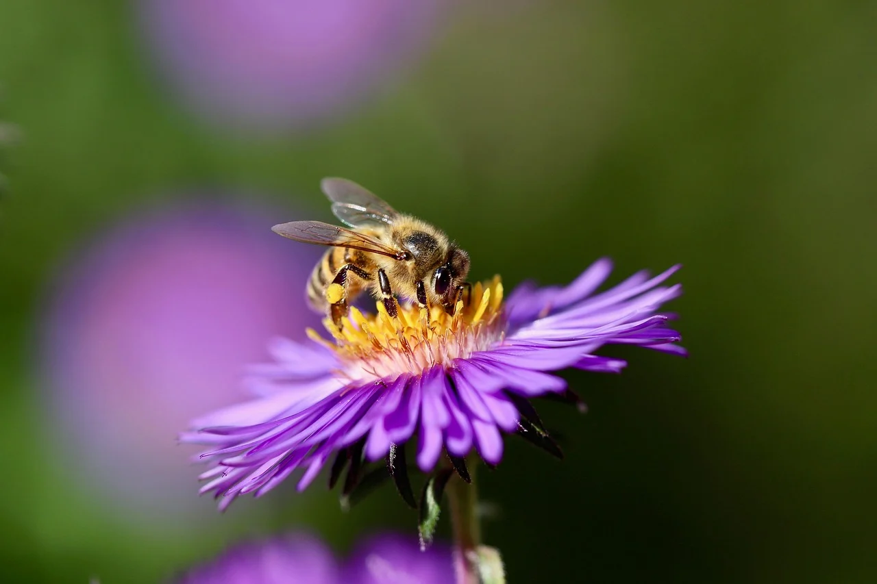 what is september's birth flower - aster
