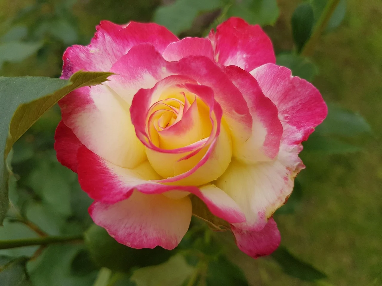 what is the flower for july - July Flower