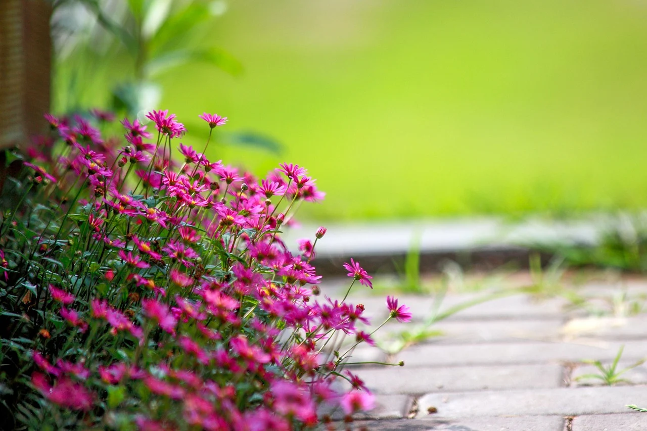 what is the flower for july - July Flower