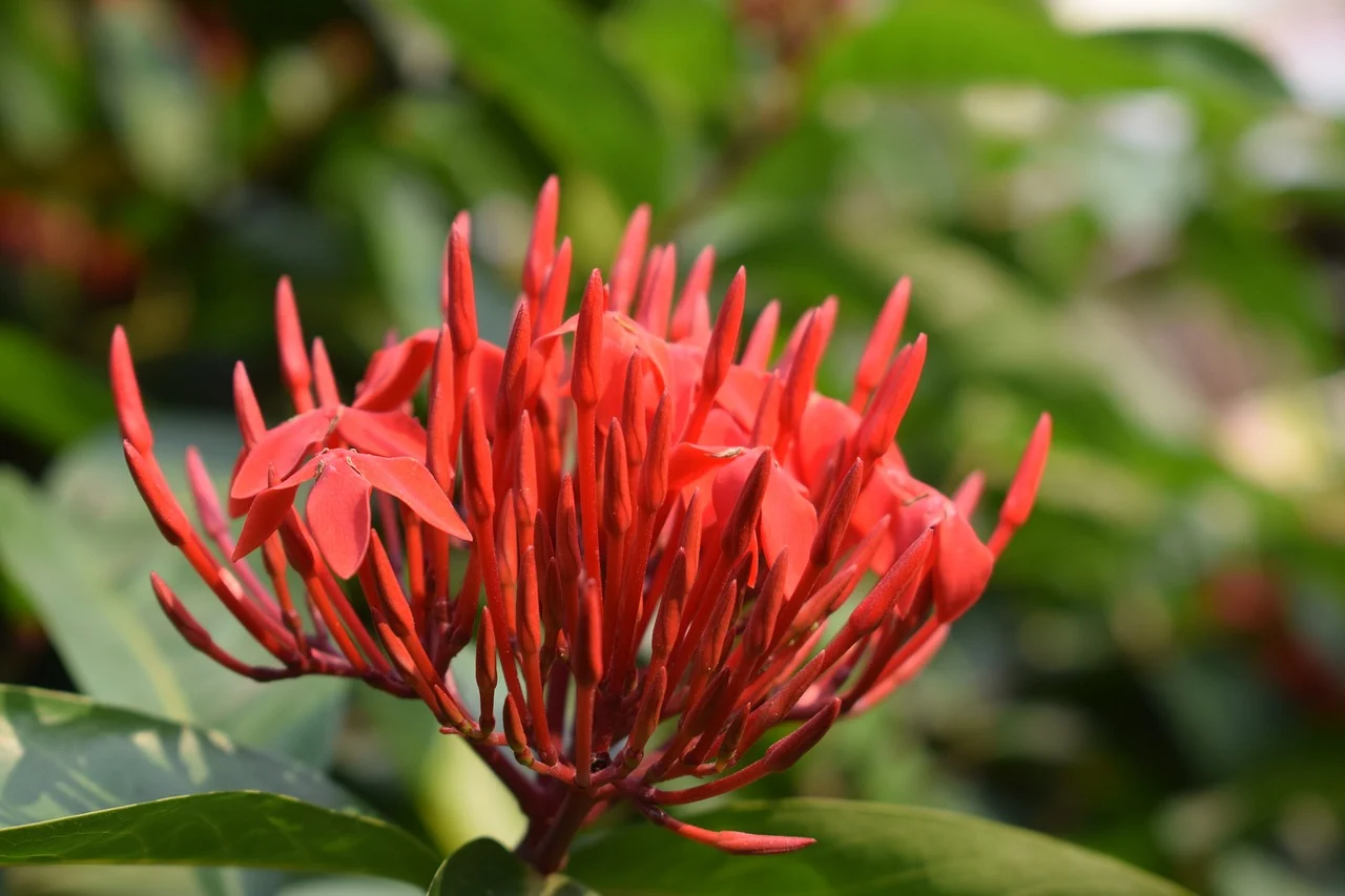 what is the flower icon on iphone camera - flower icon