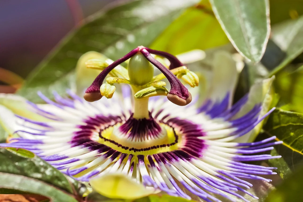 what is the middle of a flower called - pistil
