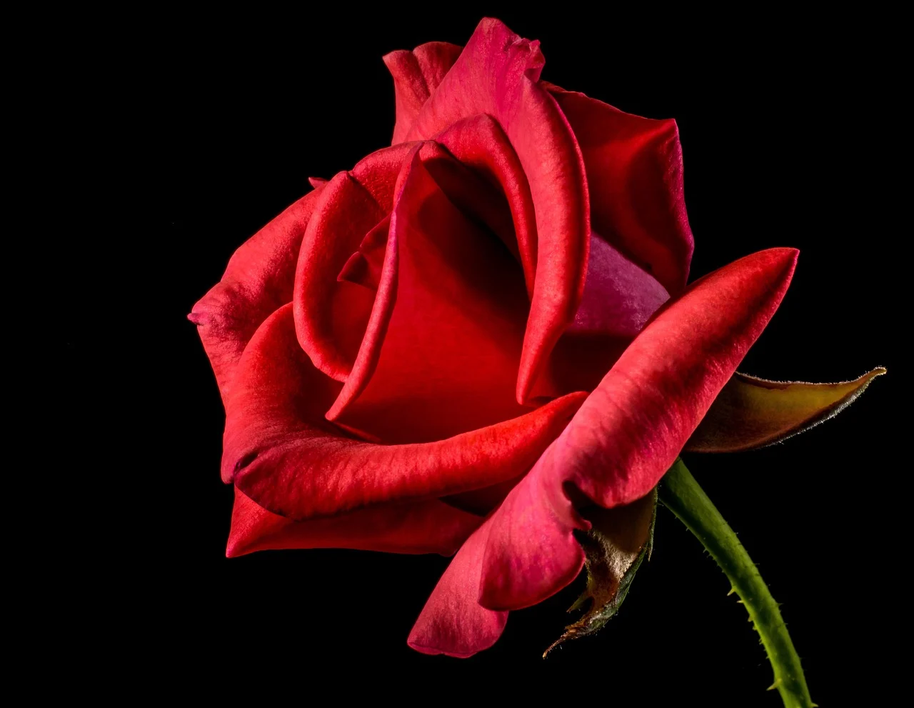 what is the most beautiful flower in the world - flower