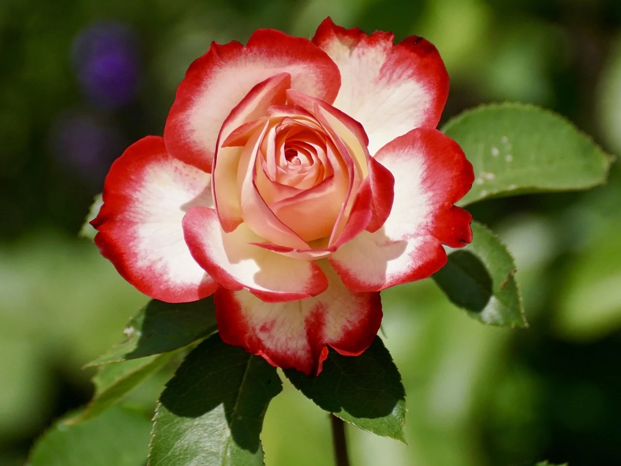 what is the most popular flower - rose