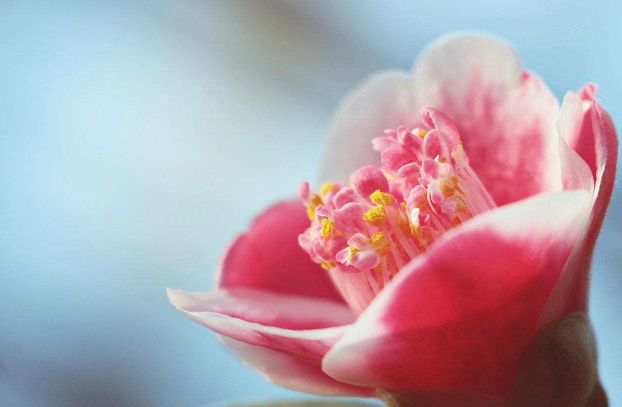 what is the rarest flower in the world? - camellia