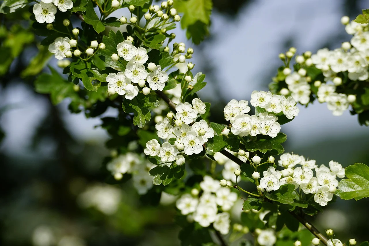 what is the state flower of missouri - white hawthorn