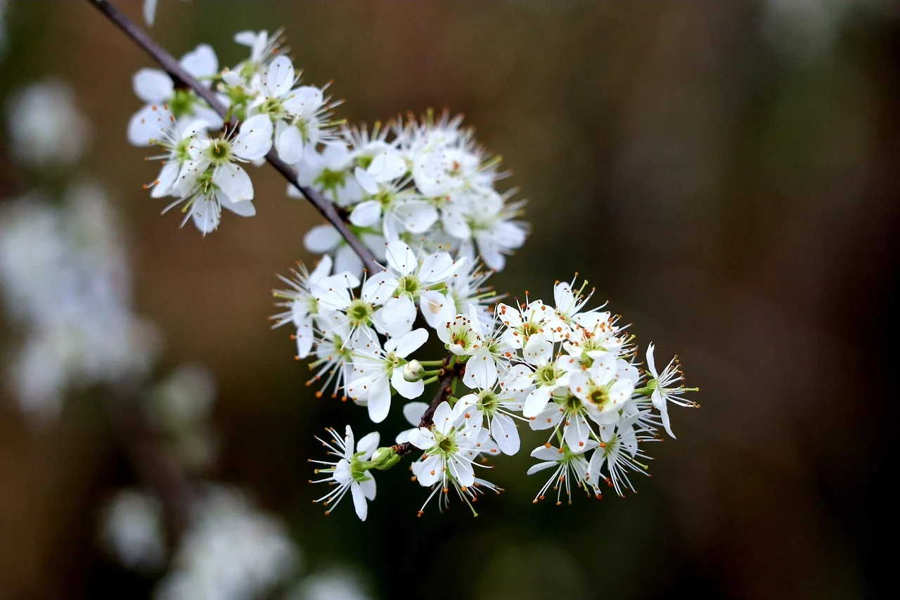 what is the state flower of missouri - white hawthorn