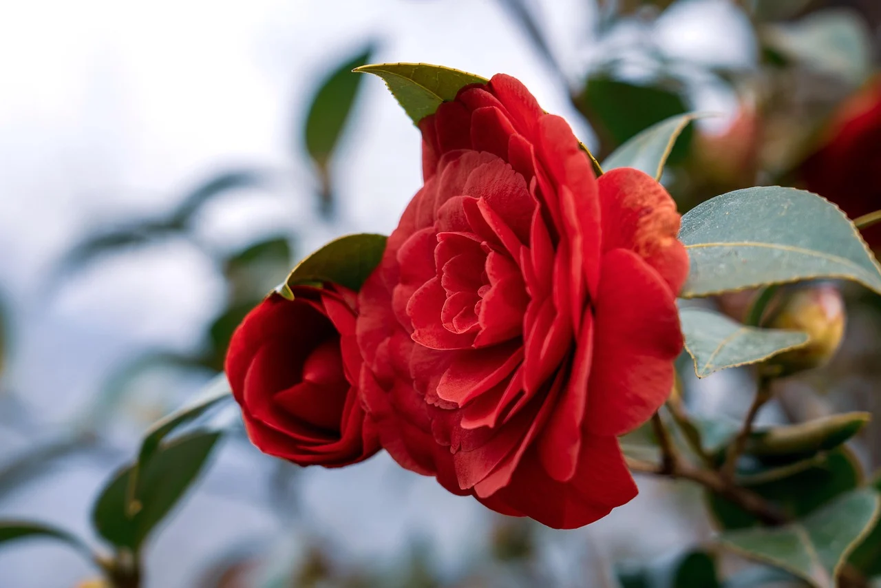 what is the state flower of south carolina - camellia