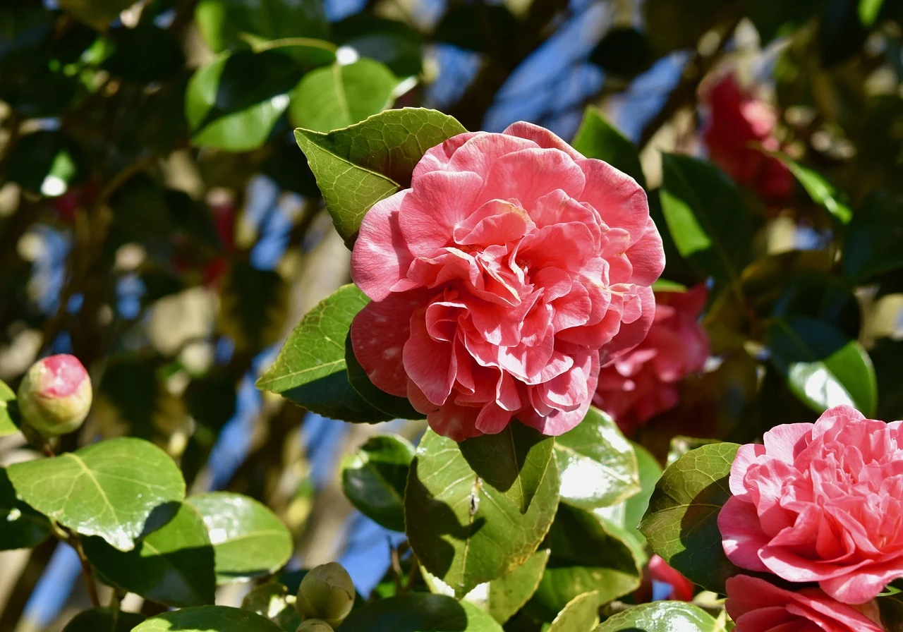 what is the state flower of south carolina - camellia
