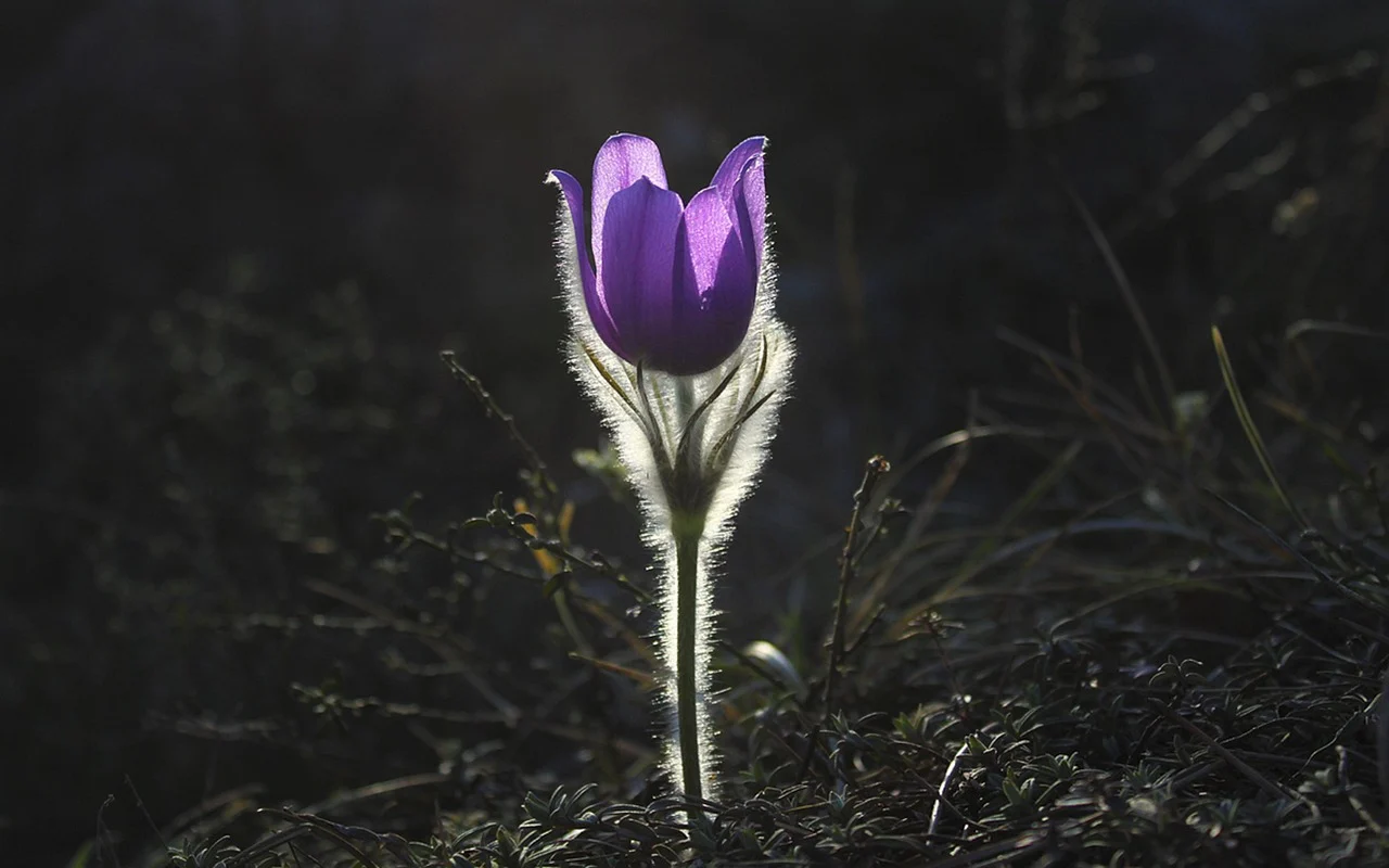 what is the state flower of south dakota - pasqueflower