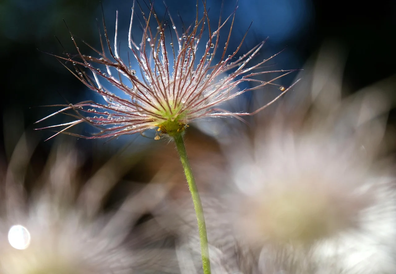 what is the state flower of south dakota - pasqueflower