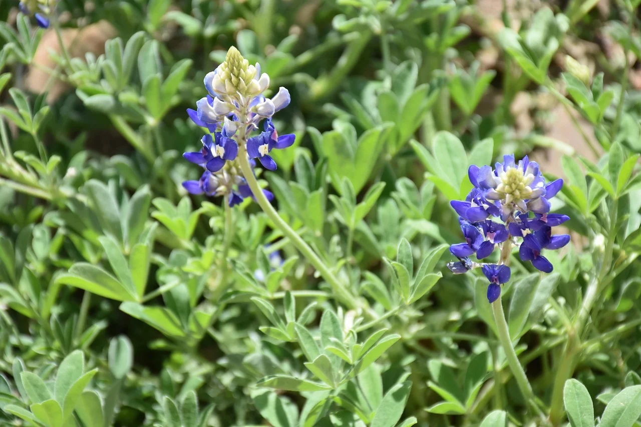 what is the state flower of texas - bluebonnet