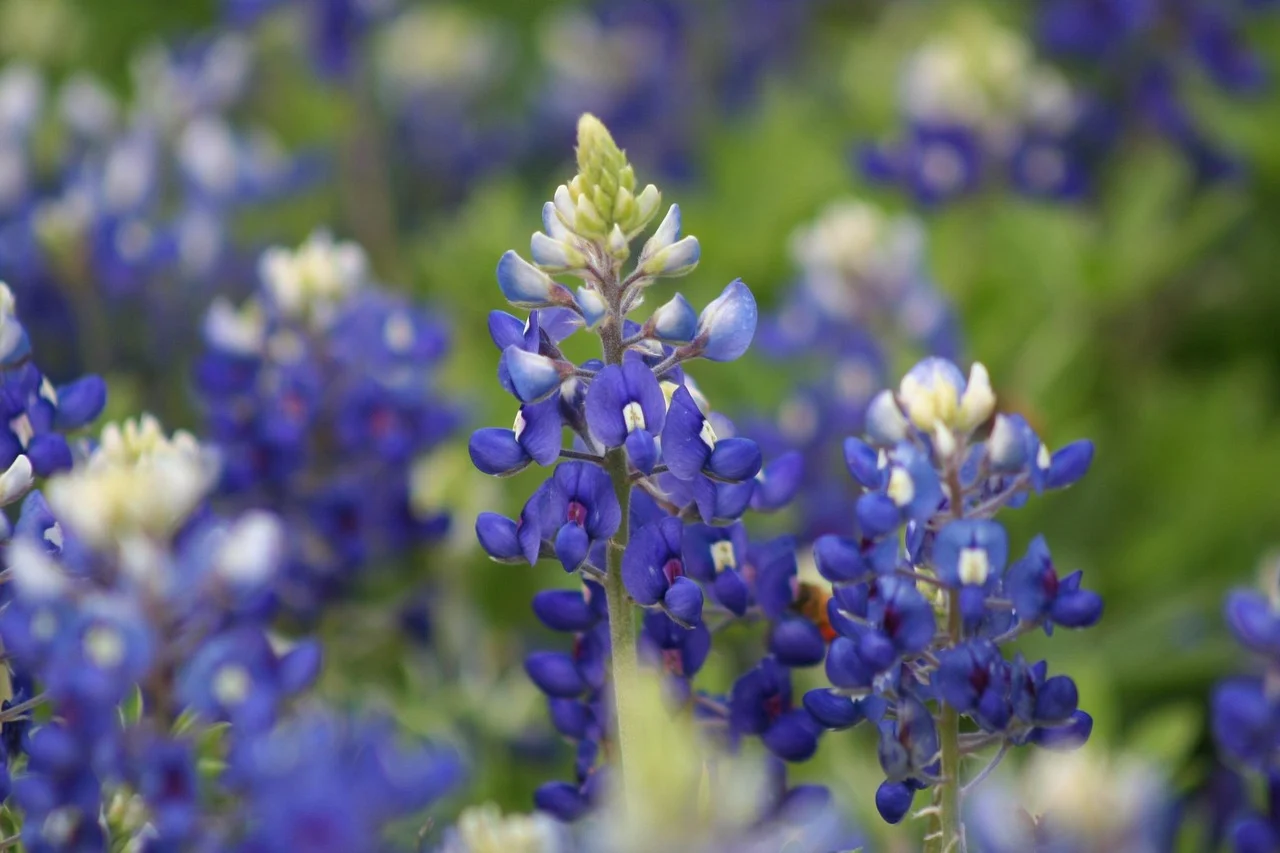 what is the state flower of texas - bluebonnet
