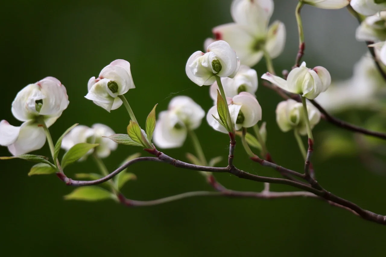 what is the state flower of virginia - dogwood