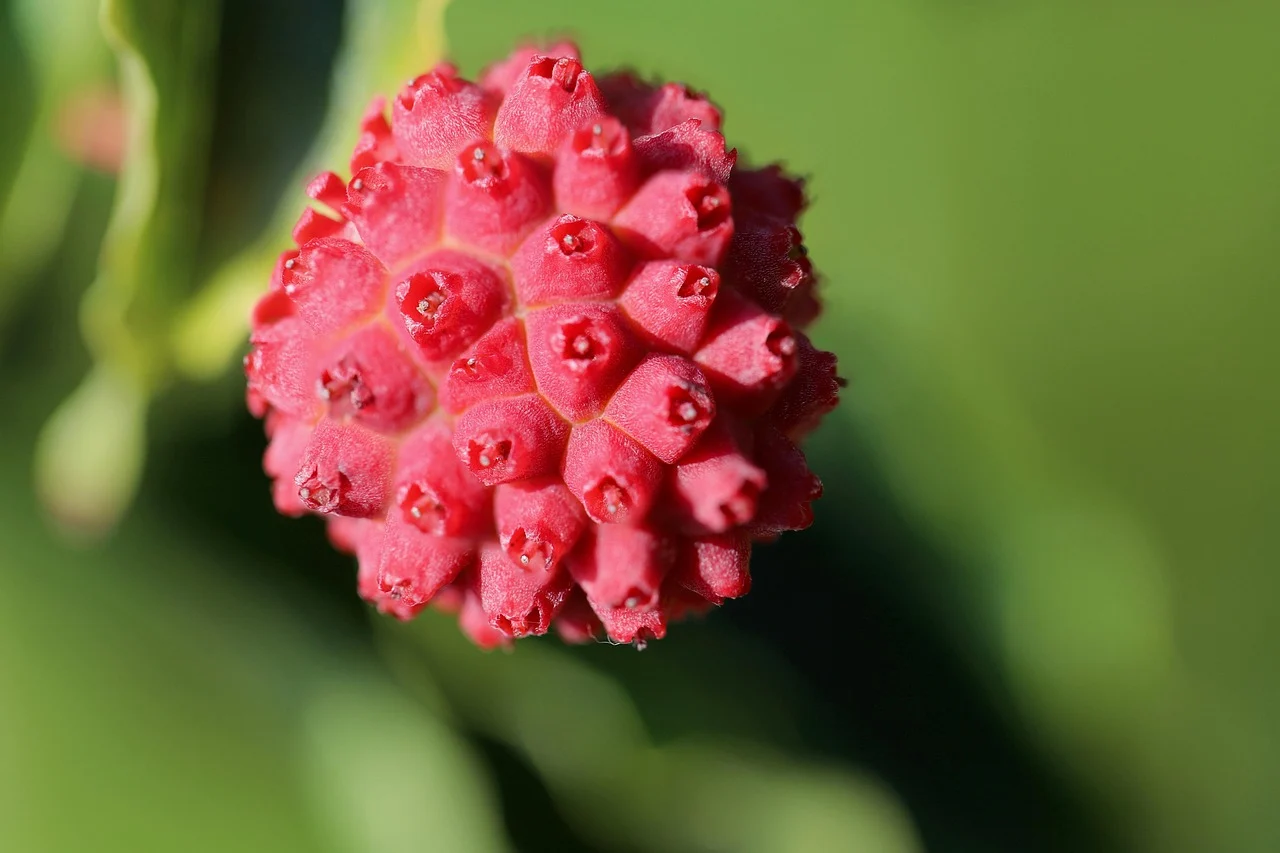 what is the state flower of virginia - dogwood