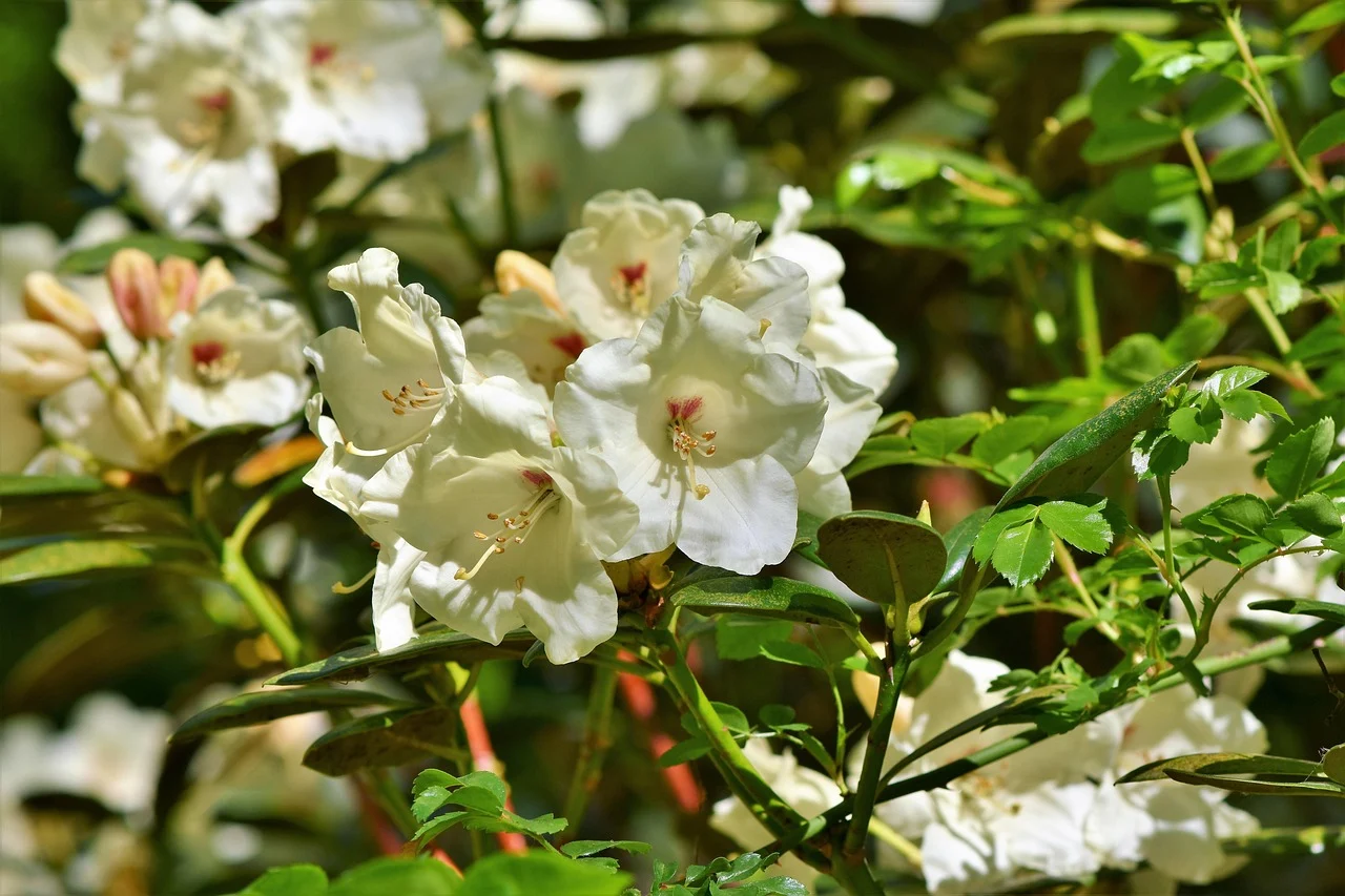 what is the state flower of washington - rhododendron