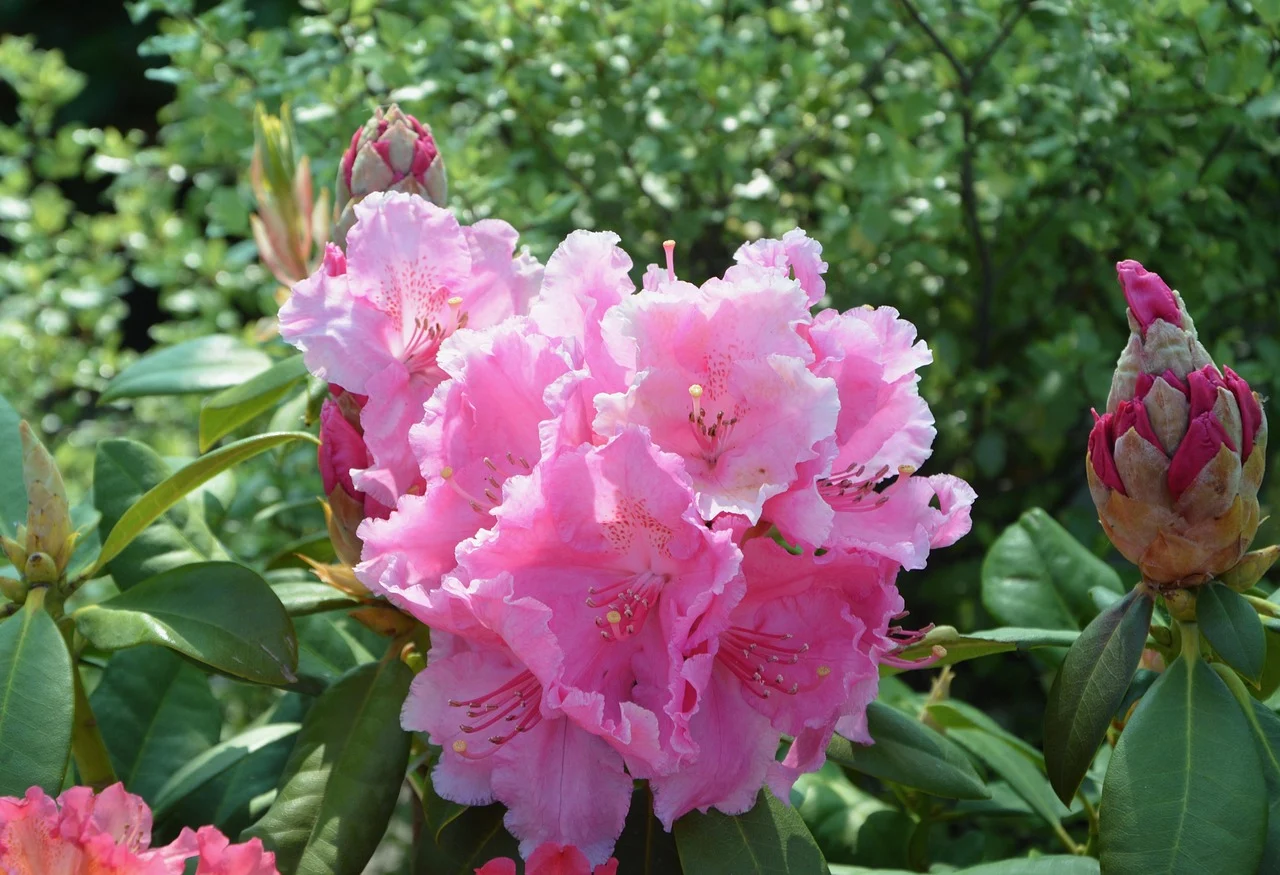 what is the state flower of washington - rhododendron