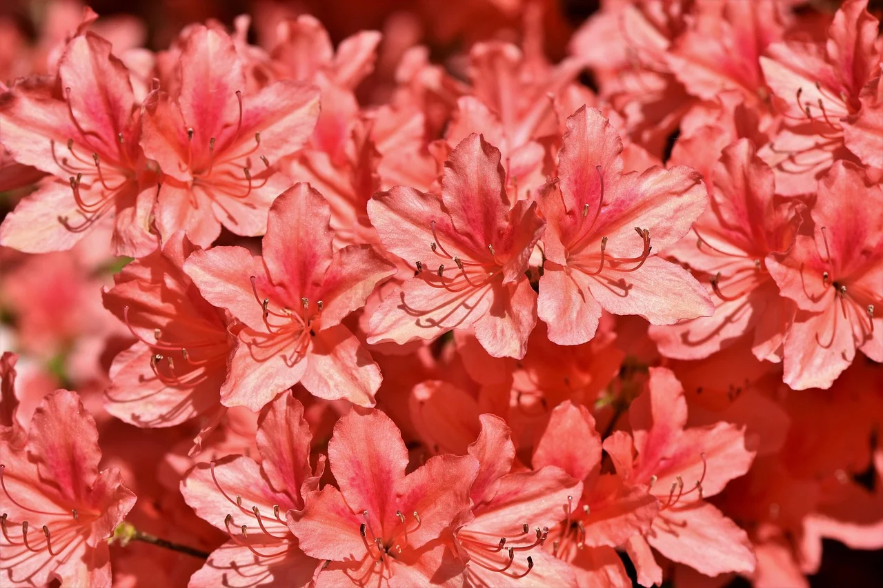 what is the state flower of west virginia - rhododendron