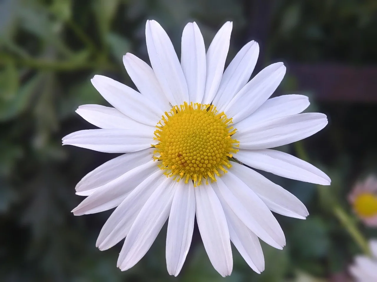 why did flower leave ghosts - spirit flower
